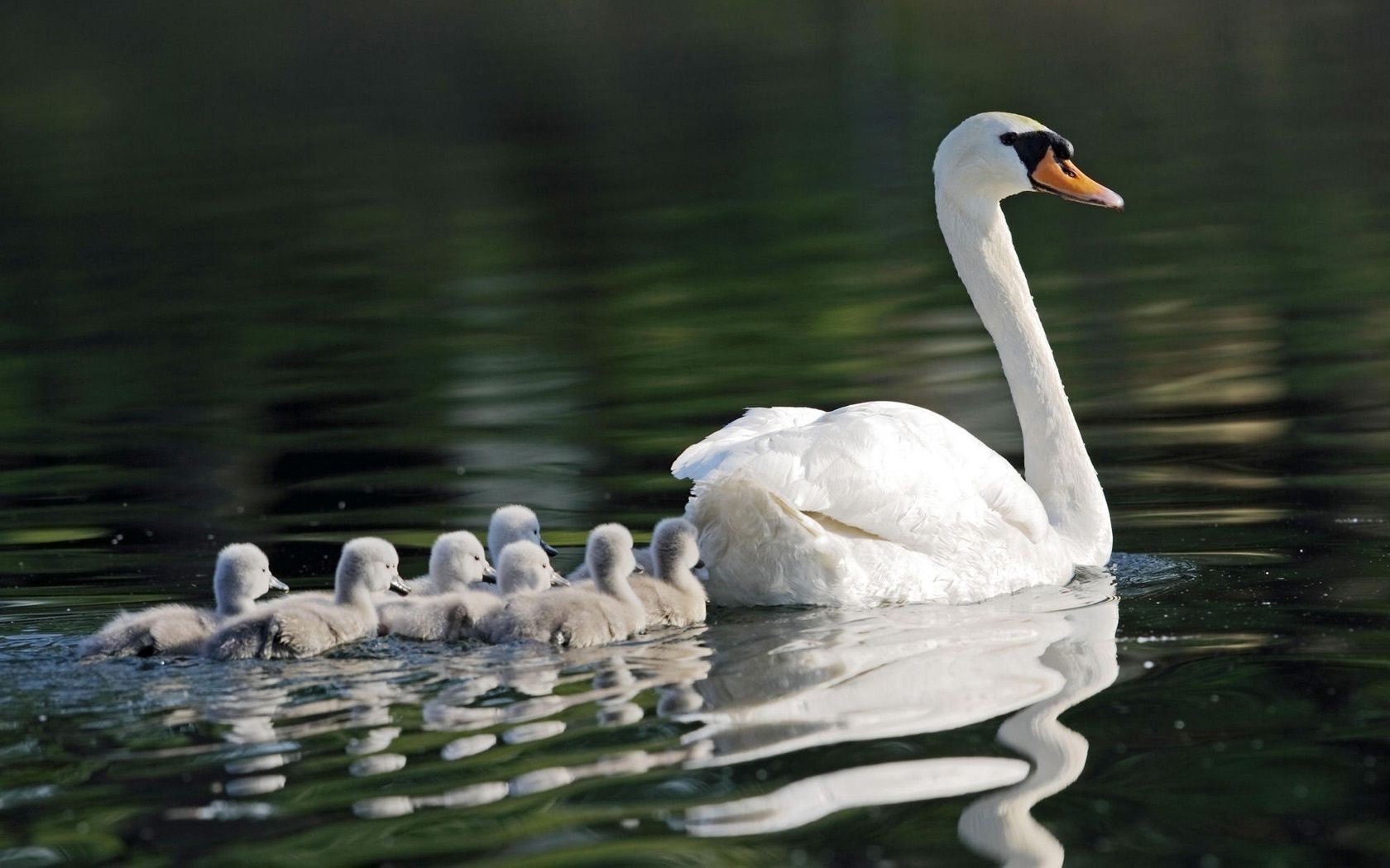 animals swan lake bird pool water swimming waterfowl duck feather reflection poultry goose mute nature neck wildlife river animal beak