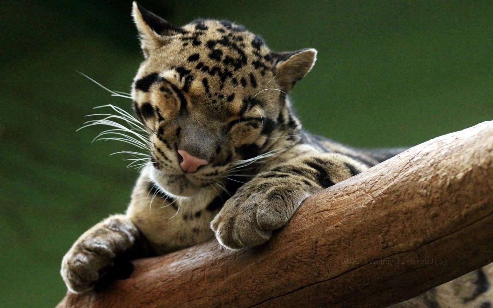 леопарды млекопитающее кошка дикой природы животное зоопарк природа портрет дикий хищник