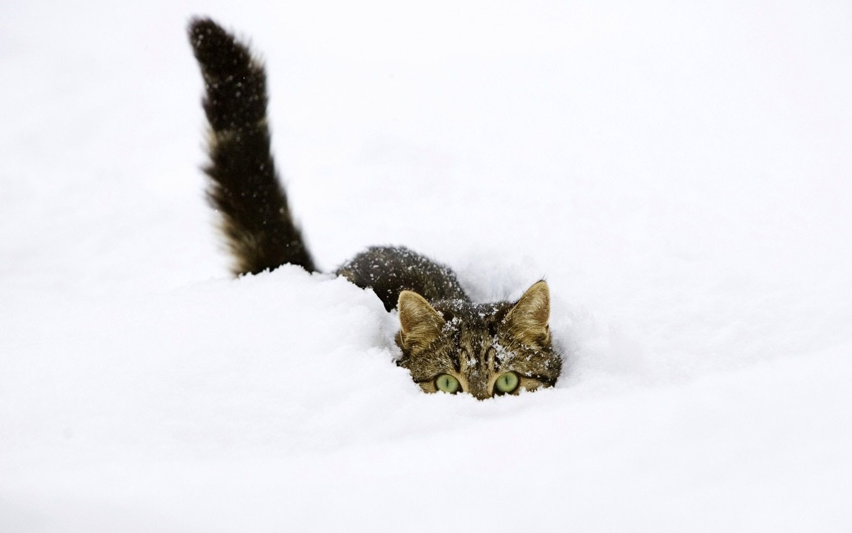 кошки кошка зима снег млекопитающее котенок один милые пэт животное холодная мало природа