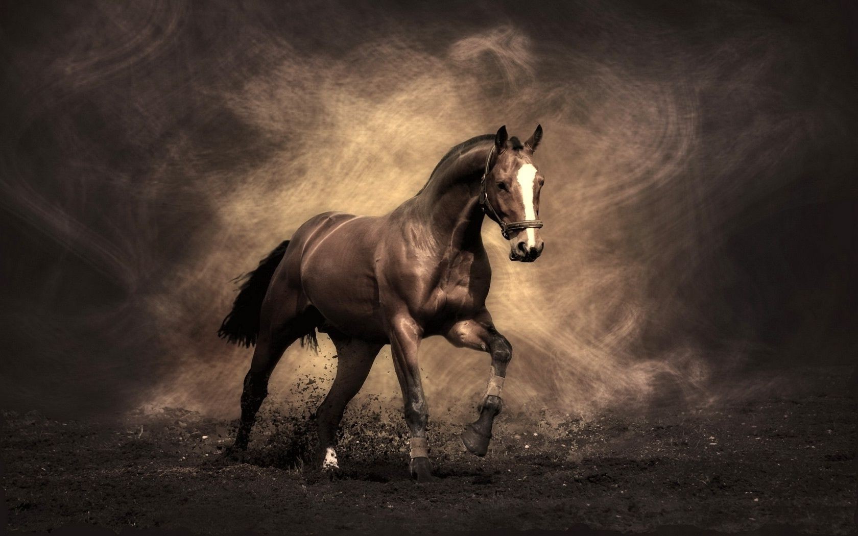 лошади конница маре лошадь млекопитающее сидит жеребец коневодство конный монохромный один