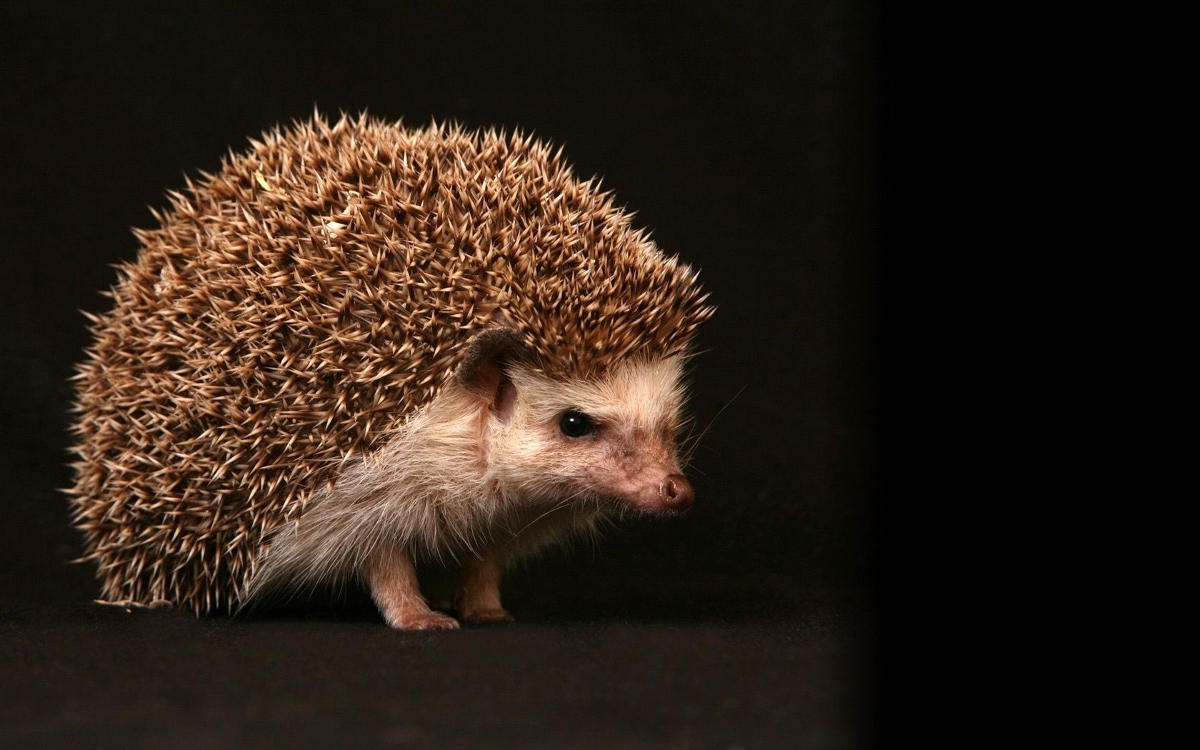 animais mamífero retrato vida selvagem fofa natureza sozinho animal vista lateral