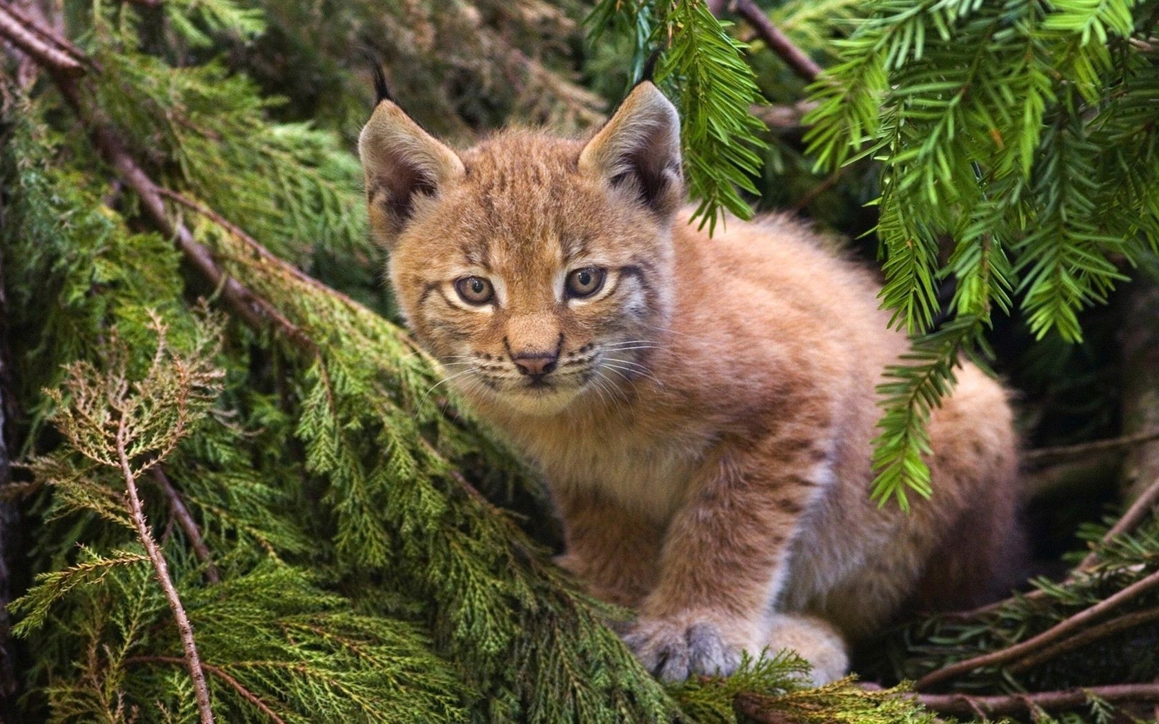 zwierzęta natura ssak kot dzika przyroda na zewnątrz drapieżnik dziki drzewo drewno zwierzę