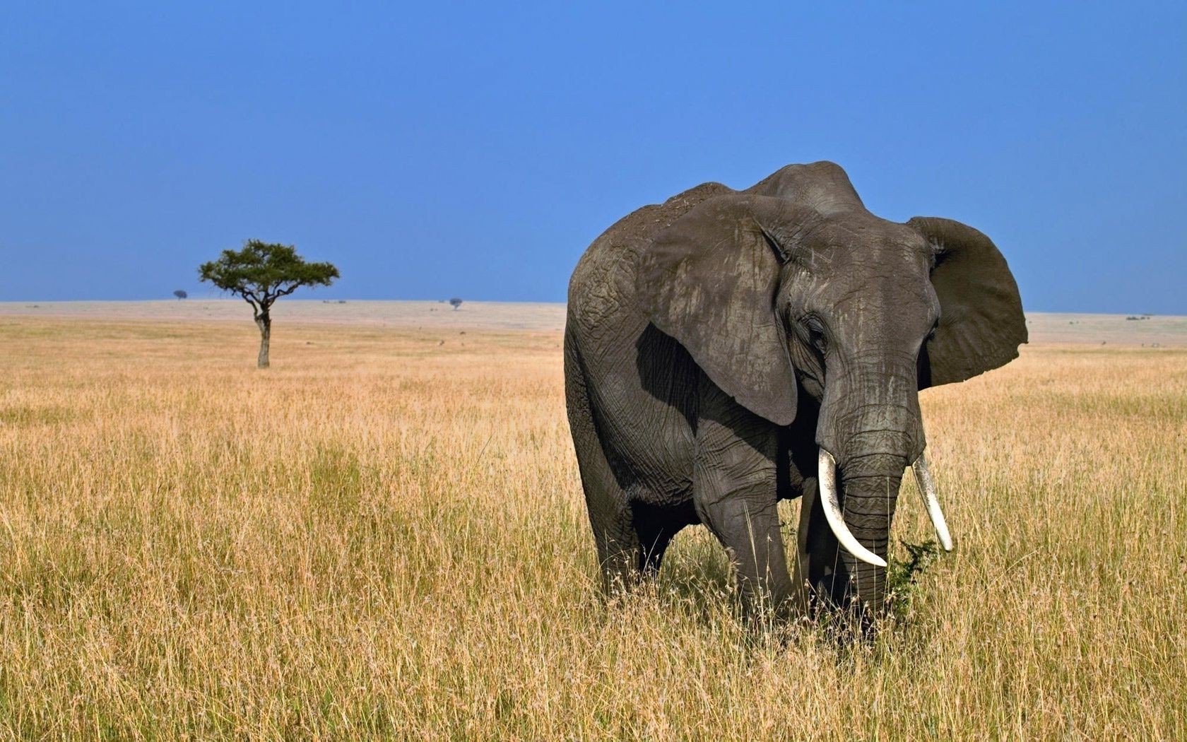 elefanten säugetier tierwelt elefant weide savanne gras safari afrikanischer elefant im freien natur reisen busch wild tageslicht tier kofferraum