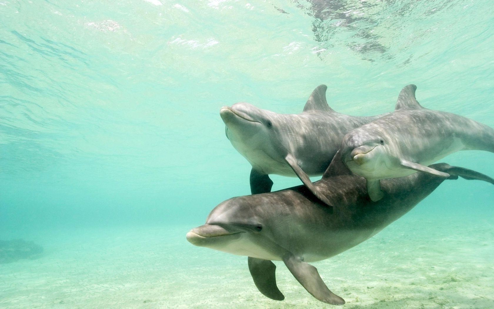 дельфин подводный воды плавание рыбы шарк океан дикой природы море природа дайвинг тропический воздуходувки морской