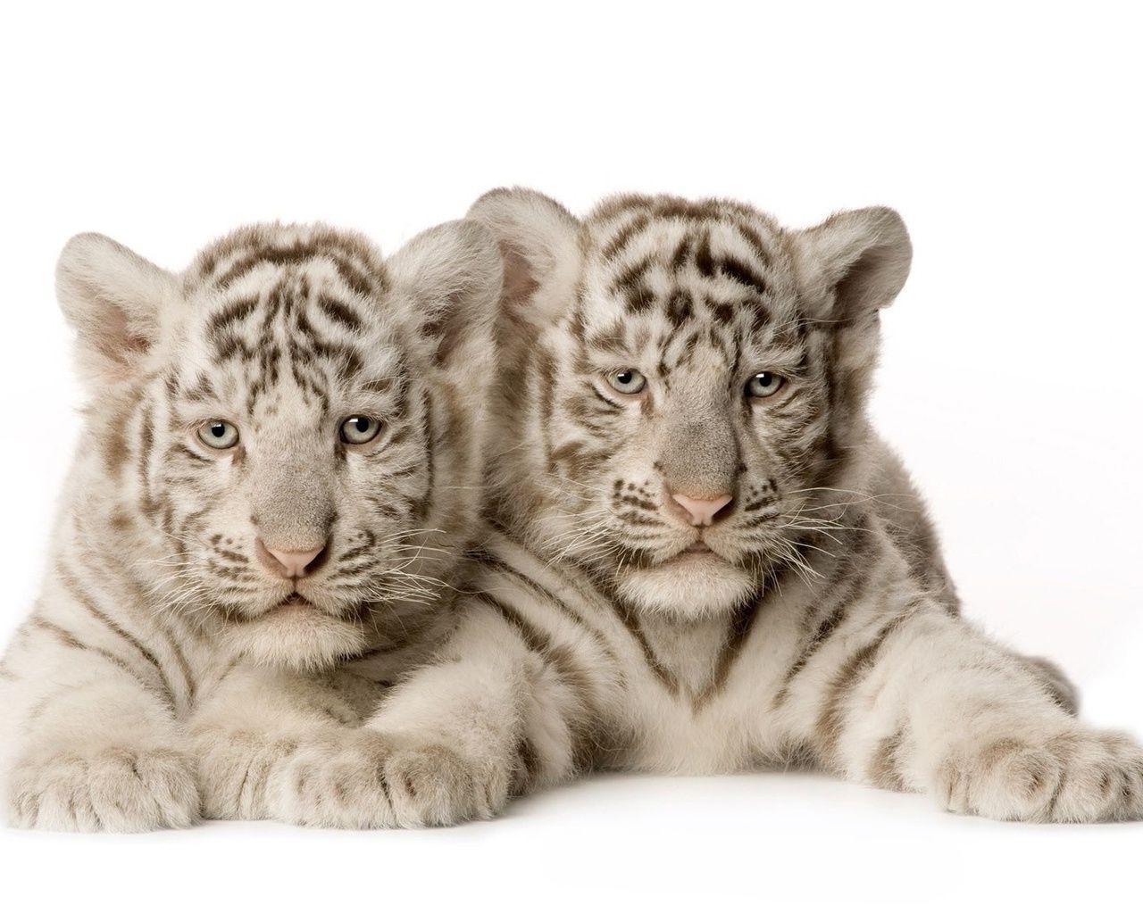 tiger katze tier tiger groß fell raubtier säugetier fleischesser wildtiere streifen wolf porträt zoo sibirisch blick auge kind schnurrbart jäger kopf