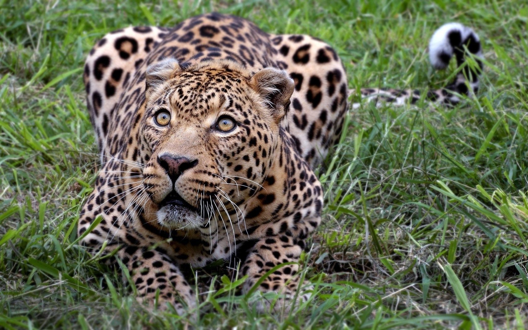 leopardos vida silvestre mamífero gato animal carnívoro salvaje leopardo depredador naturaleza safari cazador peligro