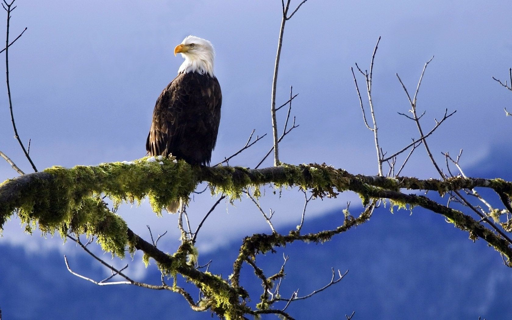 eagle bird raptor wildlife nature bald eagle sky hawk outdoors prey flight animal wild tree bald predator