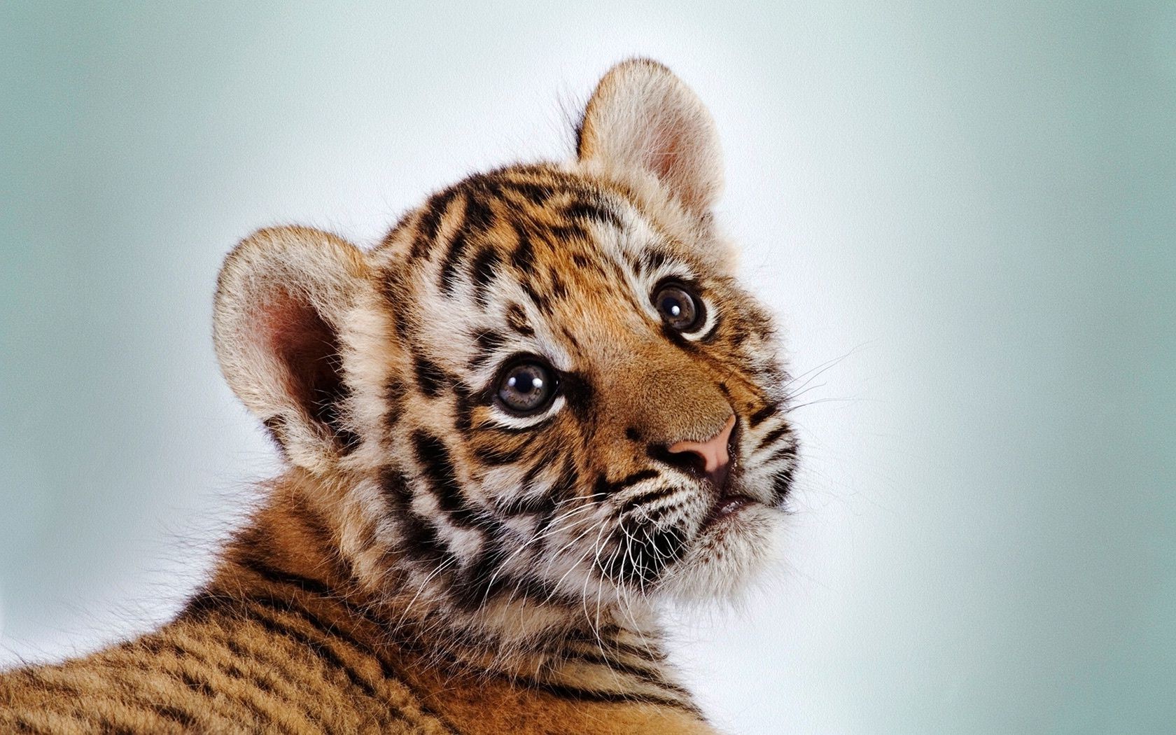 tigers cat animal mammal fur tiger wildlife predator portrait stripe eye carnivore cute staring baby hunter zoo cub big whisker