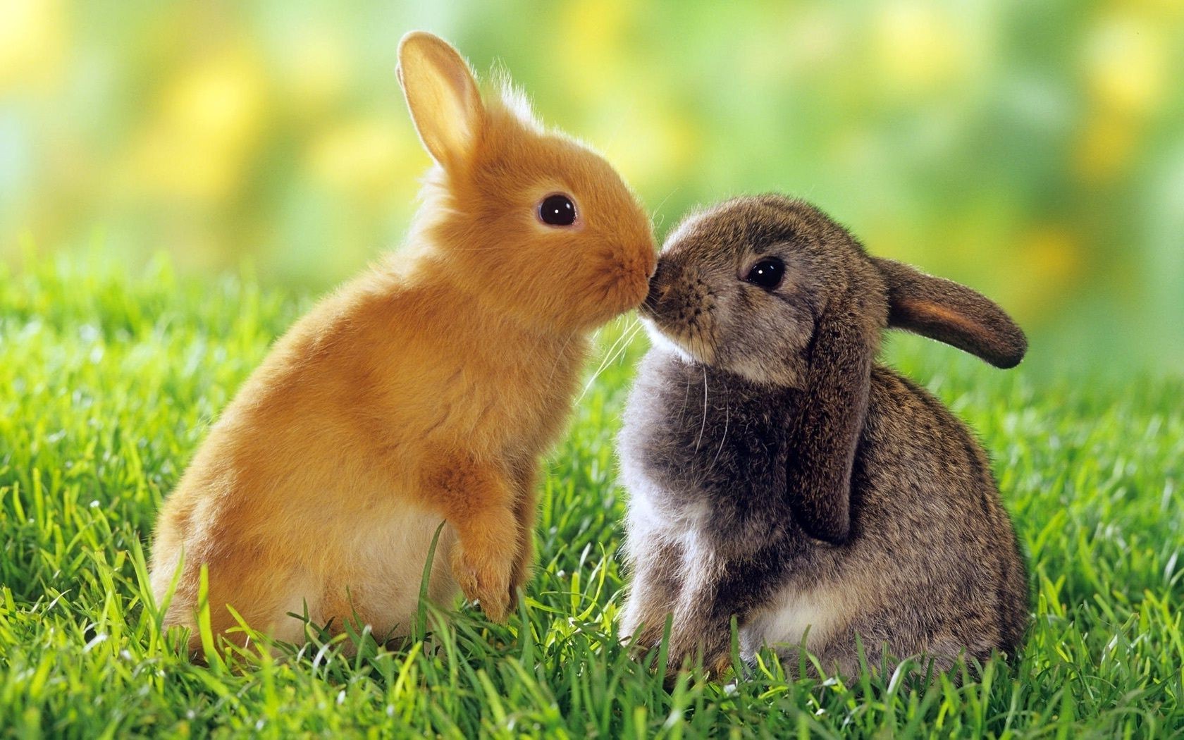 кролики трава милые кролик животное млекопитающее мало природа зайчик мех ребенок сидеть грызун пэт очаровательны сенокос молодой пасха