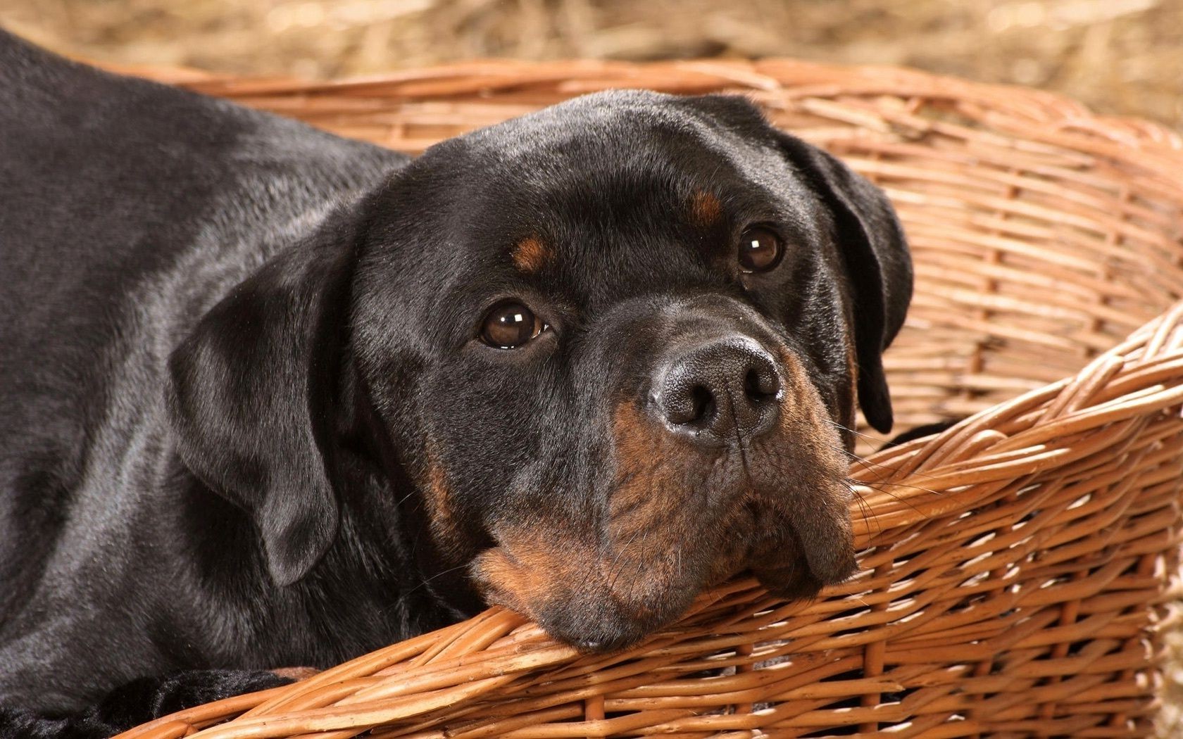 cani cane canino cestino animale domestico mammifero cucciolo carino ritratto sedersi animale uno studio