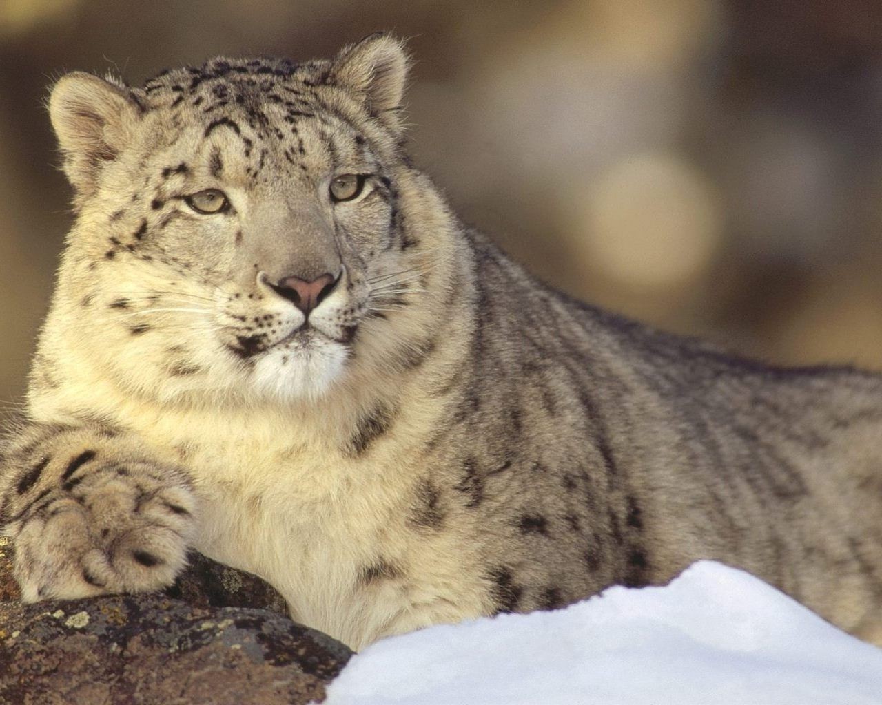 tiere katze tierwelt säugetier raubtier fleischesser tier wild groß fell zoo jäger natur leopard auge safari panther porträt gefahr große katze vom aussterben bedroht