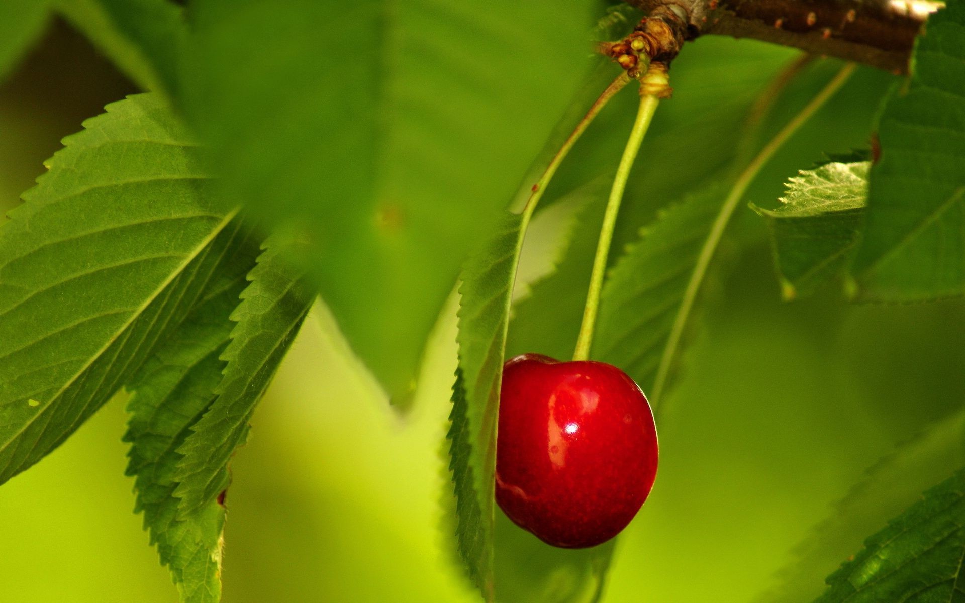 ягоды лист природа лето сад на открытом воздухе дерево флора