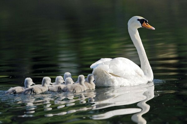 Mamá cisne con su familia