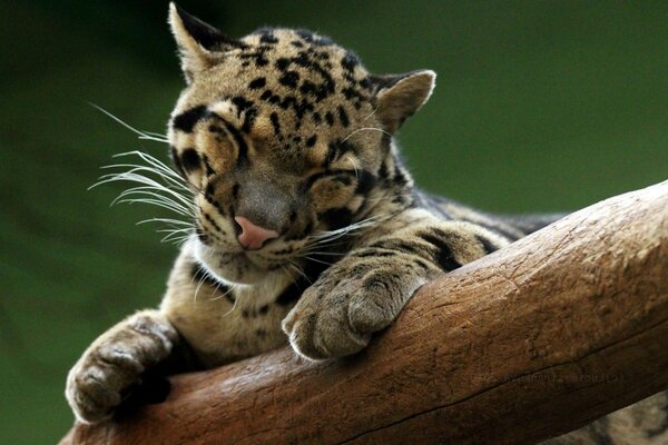 Dulce y lindo leopardo con los ojos cerrados