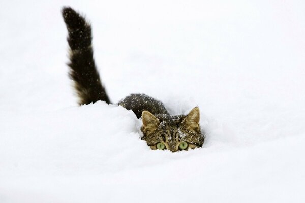 El gato cazador se esconde en la nieve