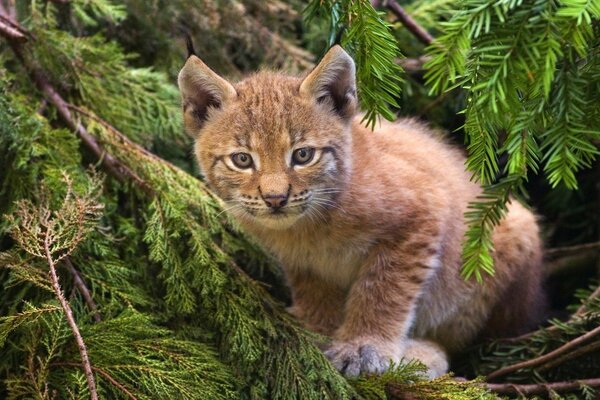 Wild cat in coniferous trees