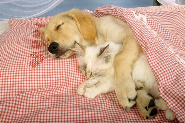 A dog and a cat are sleeping in an embrace under a blanket