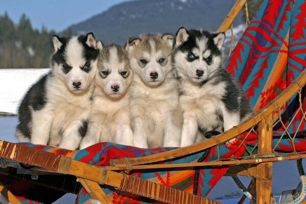 Four cute puppies on a dog sled