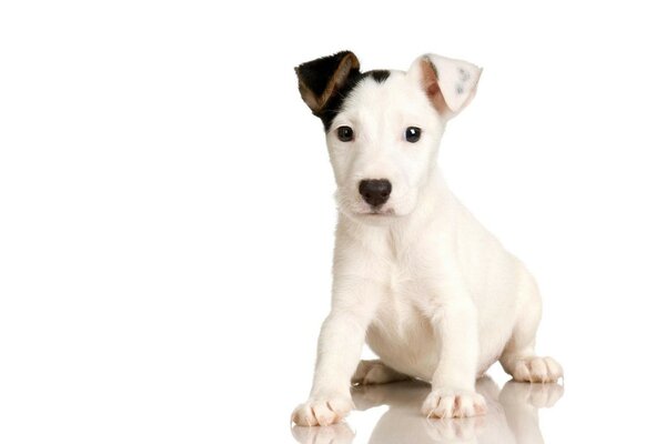 Cute little white puppy with black ear