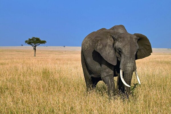 Éléphant solitaire dans la savane