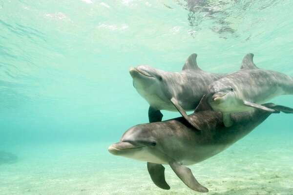 Tres delfines bajo el agua. Habitantes marinos