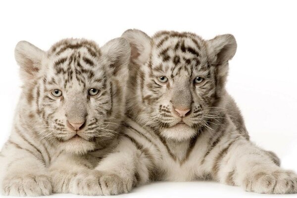 Two cute twin tiger cubs