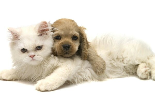 Kedi ve köpek - sarılmadaki arkadaşlar