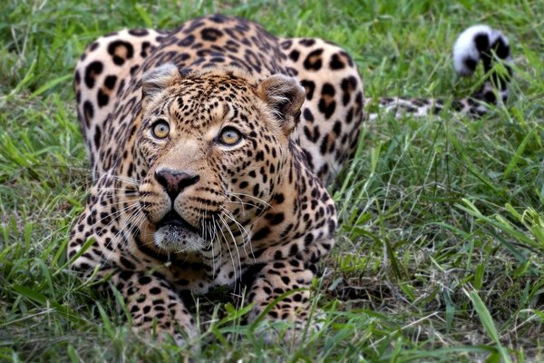 Leopard hunting in the wild