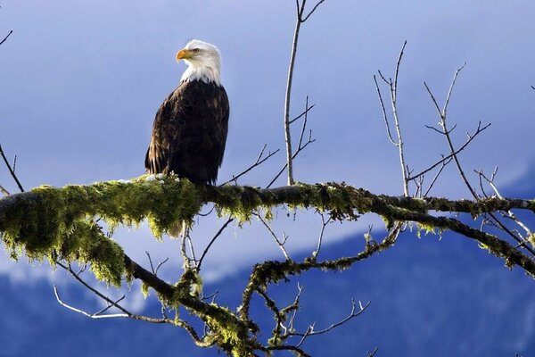 A bald eagle is sitting on a branch