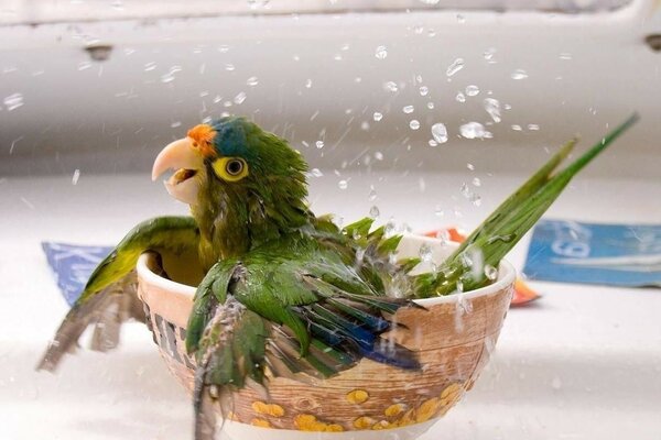 Papagaio tomando banho em uma tigela de água