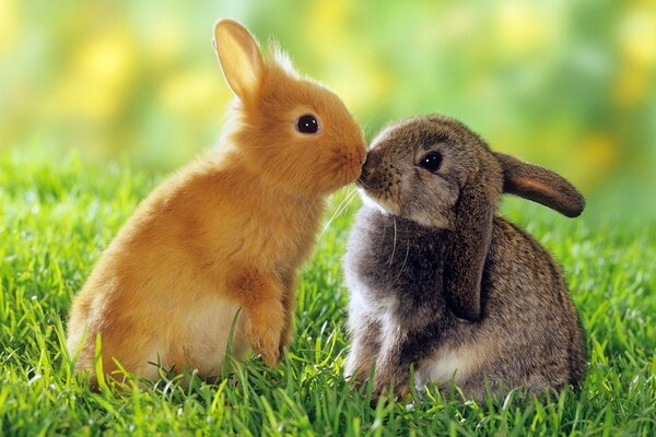 Cute baby rabbits get to know each other