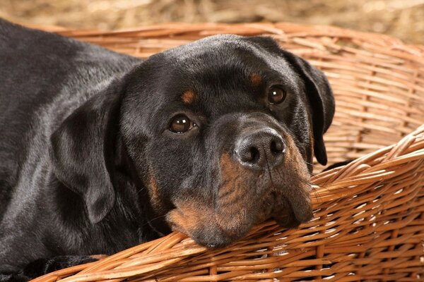 Chien ennuyé dans un grand panier