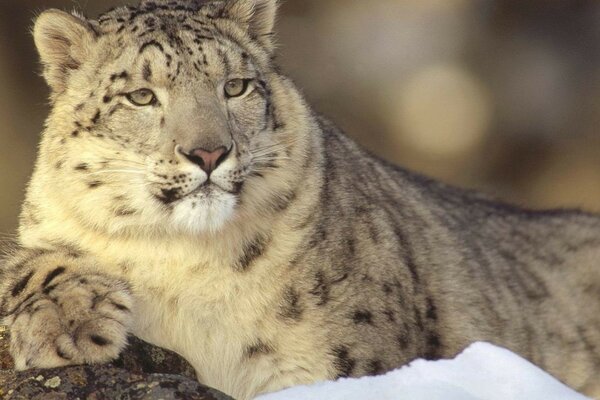 Bel Sud Africa nevoso sulla fauna selvatica della neve