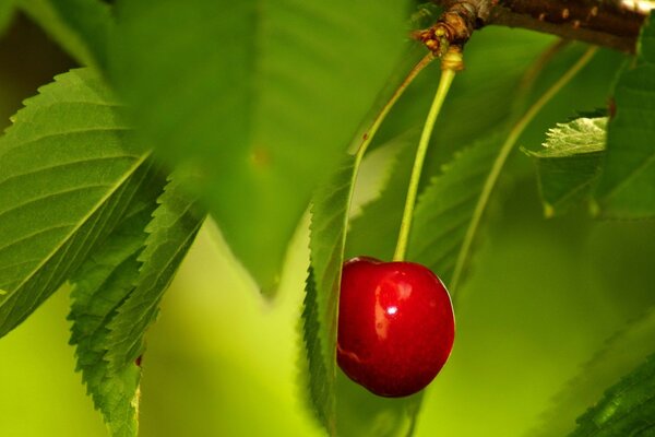 Red cherry and green leaves on a tree