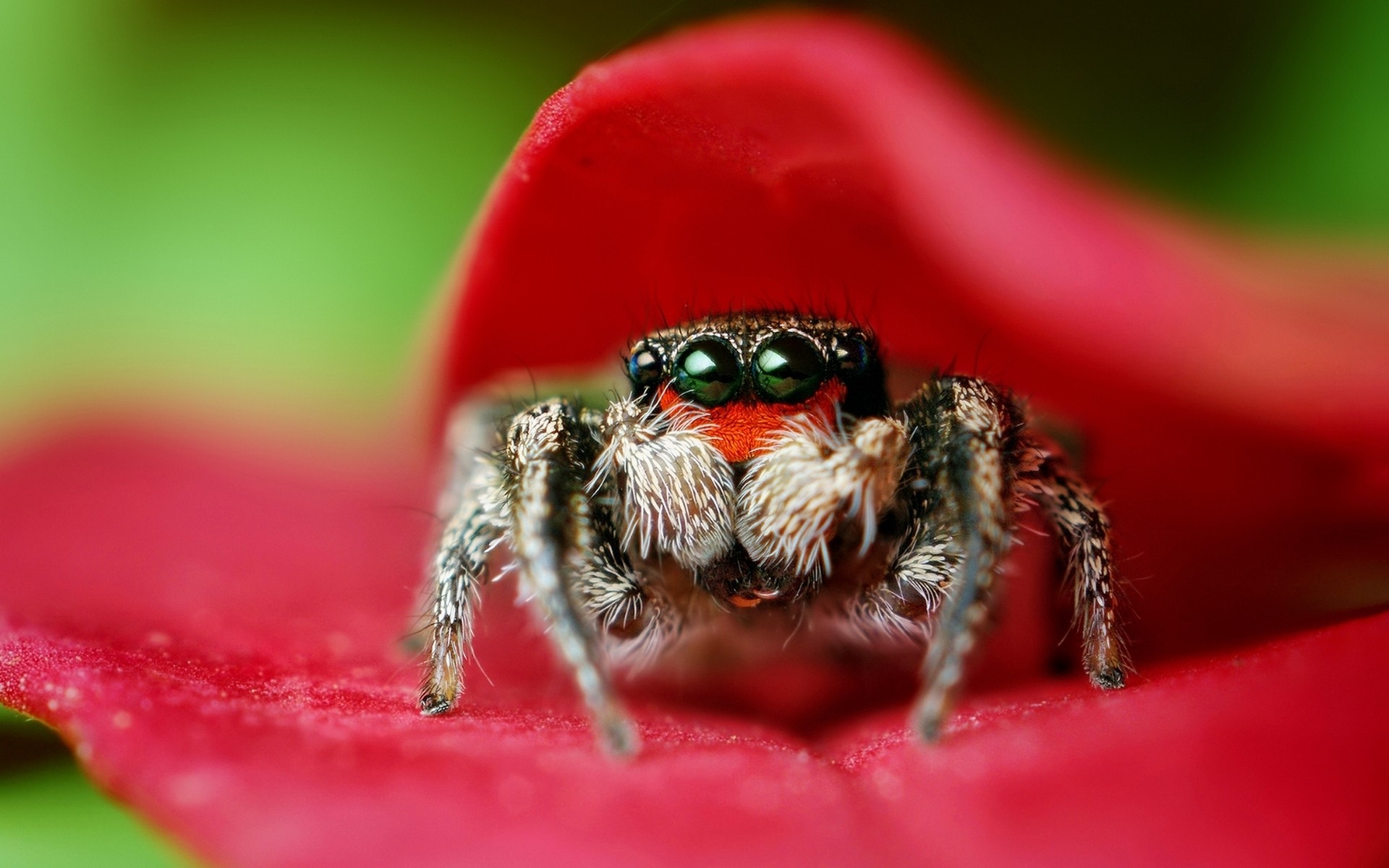 insekten spinne spinnentiere insekt natur wirbellose tierwelt unheimlich tier garten im freien tau schließen spinnennetz phobie blume farbe