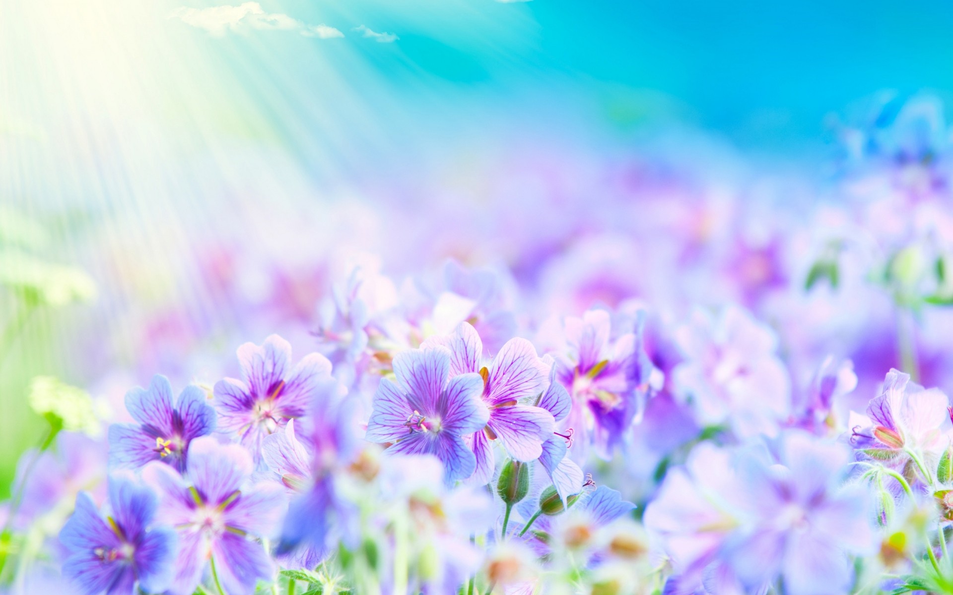 flowers flower nature summer bright flora garden sun growth fair weather floral leaf color blur petal blooming beautiful field season close-up