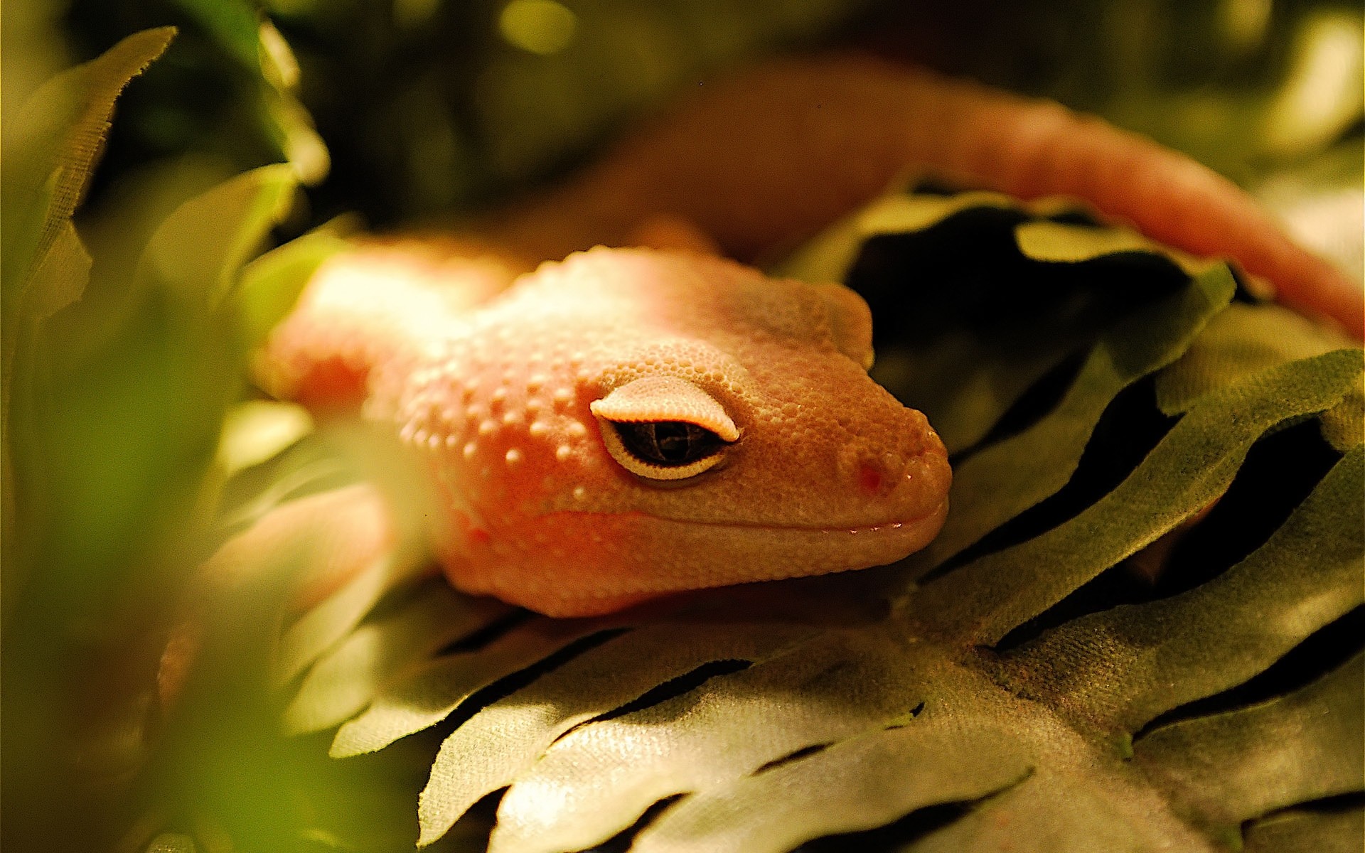 reptiles and frogs frog nature reptile wildlife leaf portrait lizard amphibian