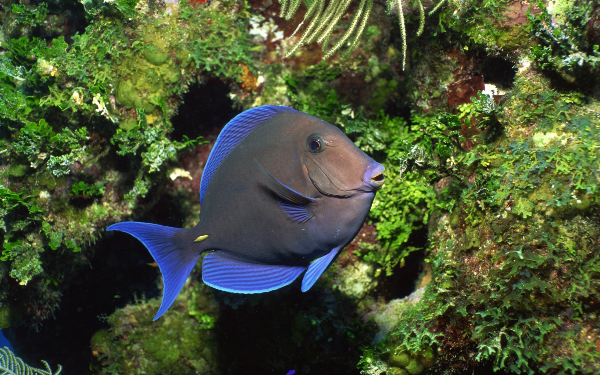 animais marinhos natureza debaixo d água peixes água vida selvagem ao ar livre tropical luz do dia natação oceano animal mar ambiente