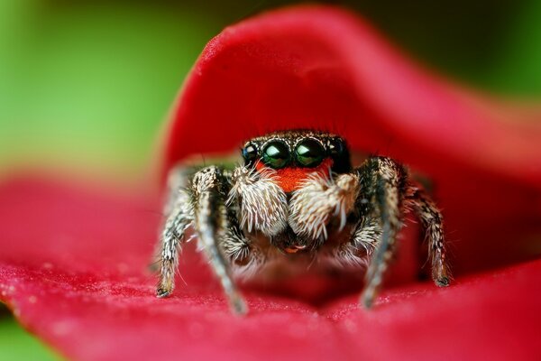 The spider is sitting on a red leaf