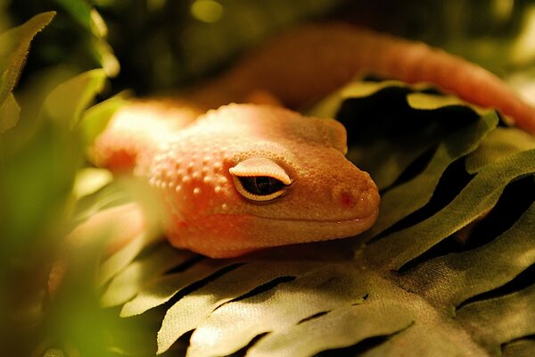 Grenouille orange parmi l herbe