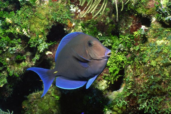 Marine animals, underwater fish