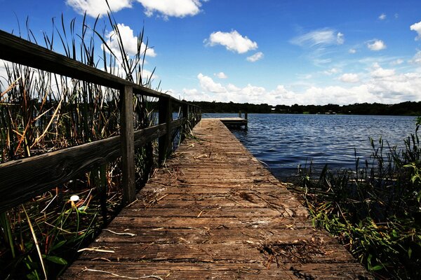 Bridge in the grass pond with reeds