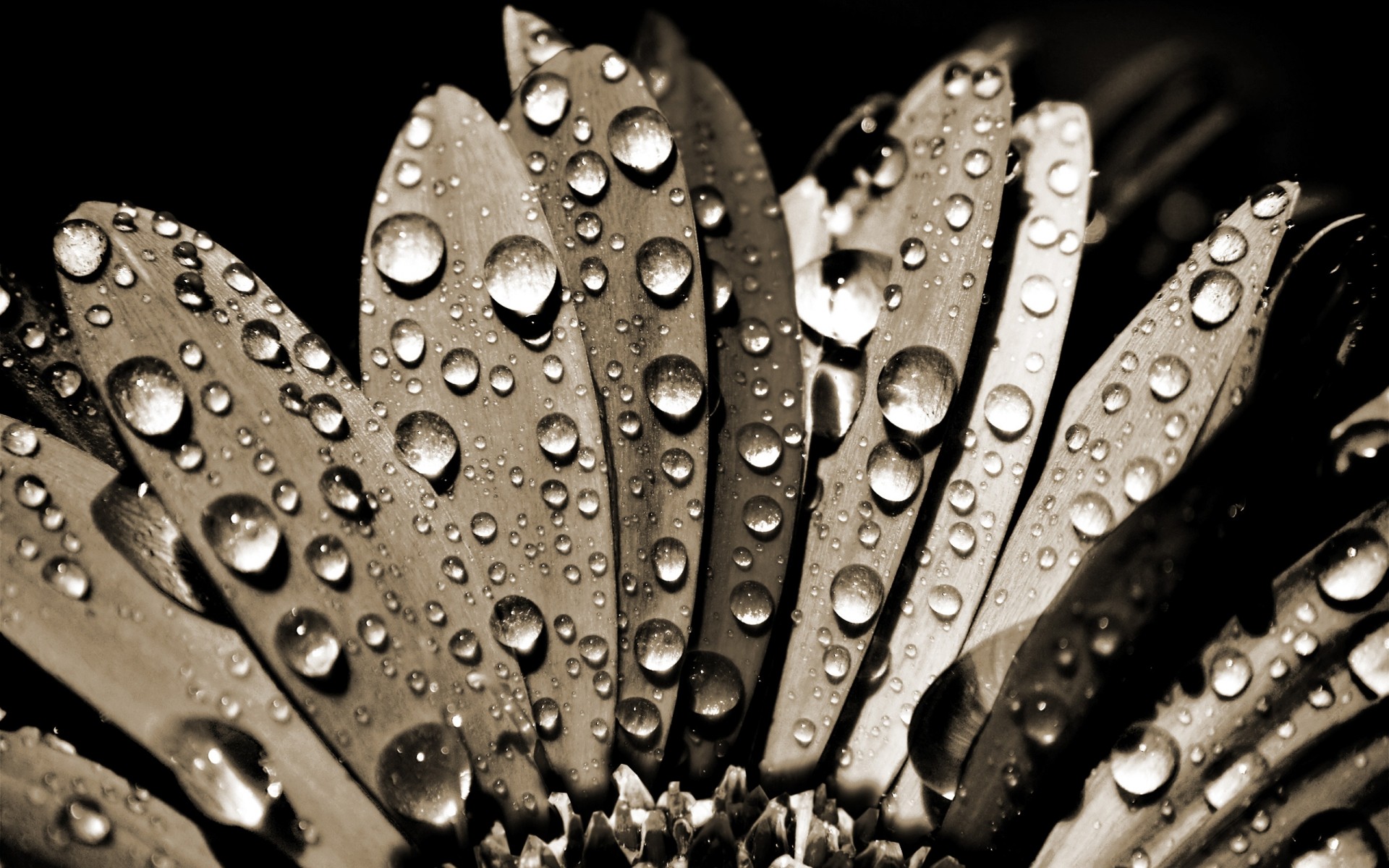 blumen regen tropfen tau wasser monochrom reflexion nass tropfen natur sauber desktop schließen blume