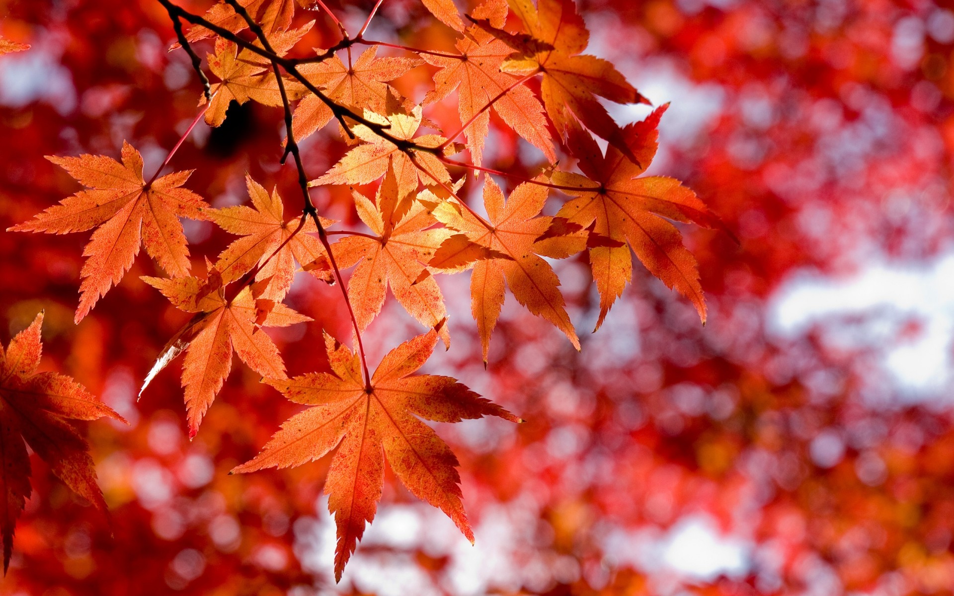 autumn fall leaf maple bright nature outdoors lush season fair weather wood park tree