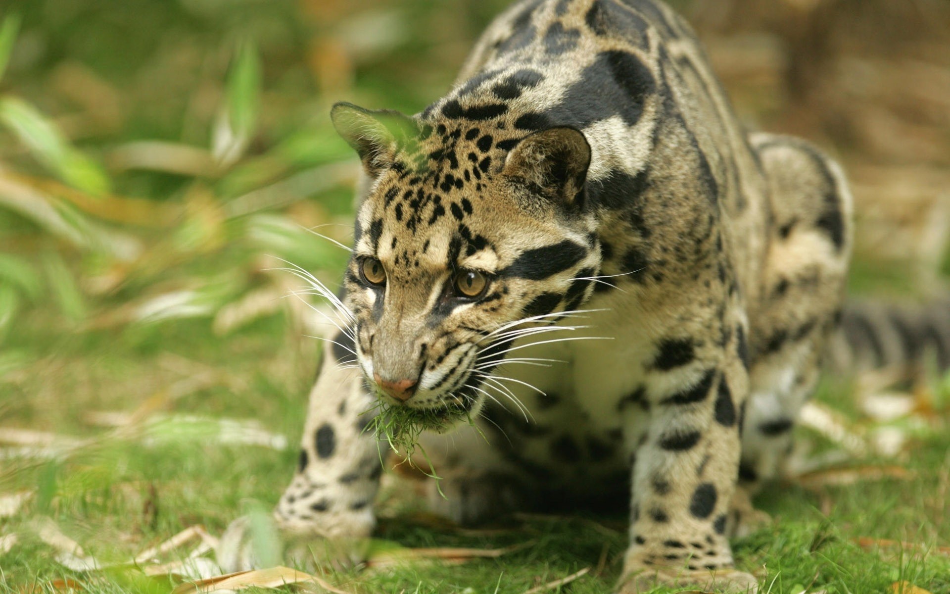 tiere tierwelt tier wild natur säugetier katze dschungel raubtier zoo safari fleischesser jäger groß fell jagd leopard vom aussterben bedroht kopf gefahr jaguar