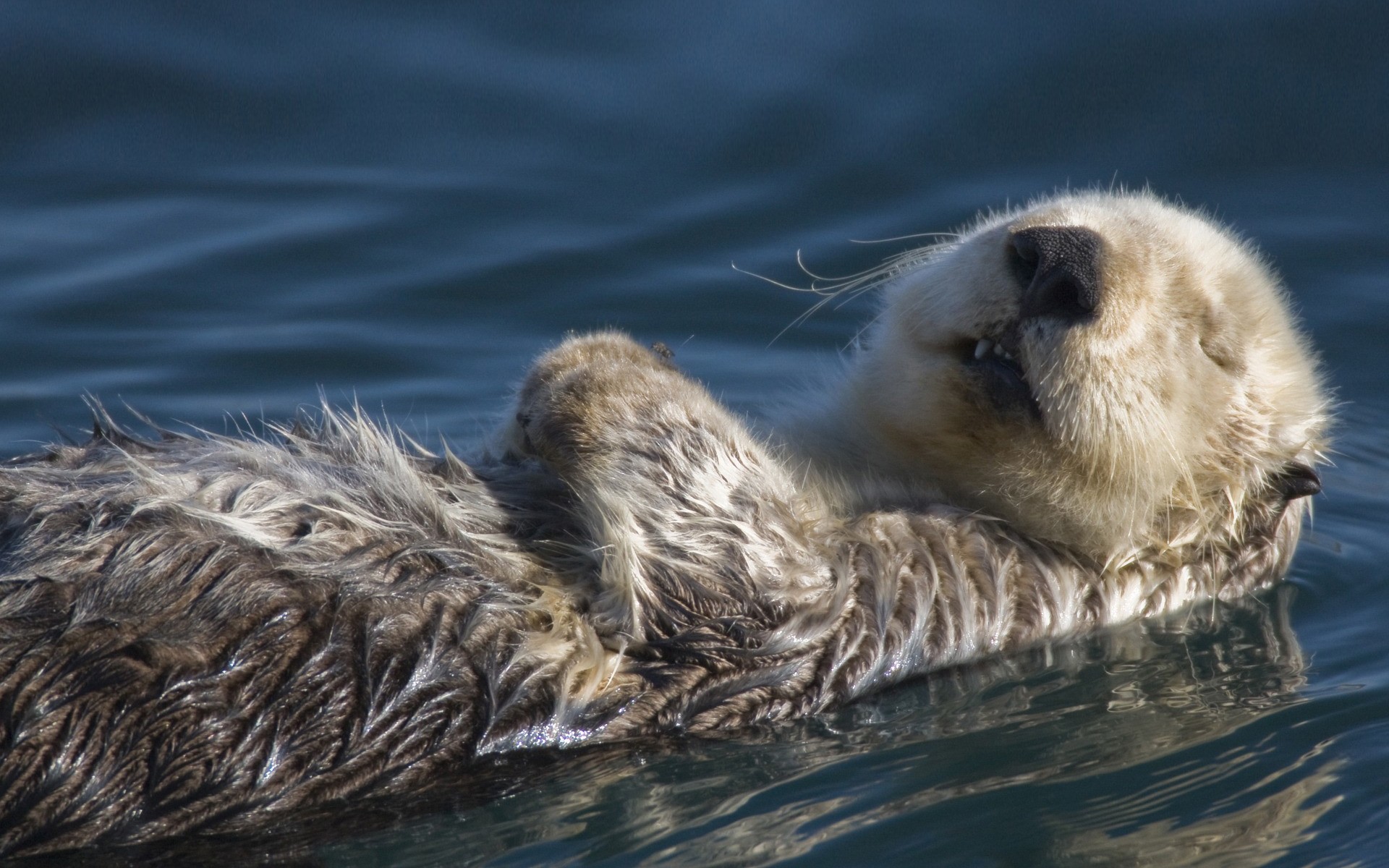 tiere tierwelt tier wasser vogel säugetier natur schwimmen wild niedlich ente dachs