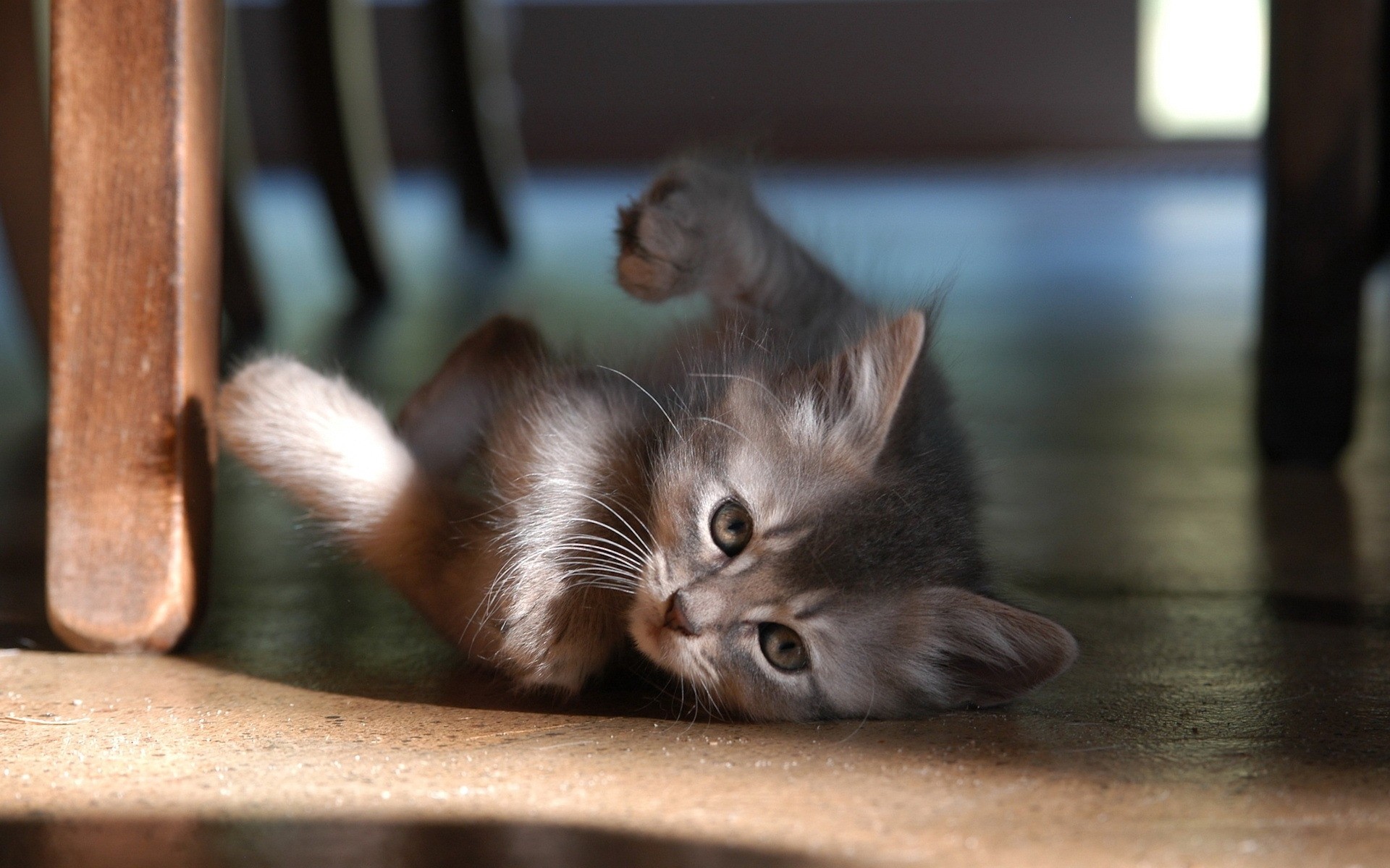 katze katze kätzchen porträt haustier säugetier niedlich ein auge tier fell kind