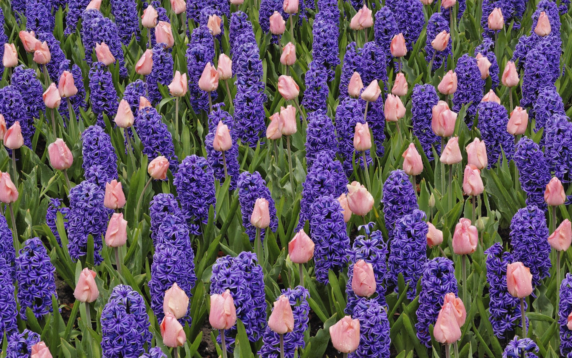 flowers nature bulb flora flower hyacinth garden color floral field blooming summer petal vibrant head tulip season bright outdoors leaf