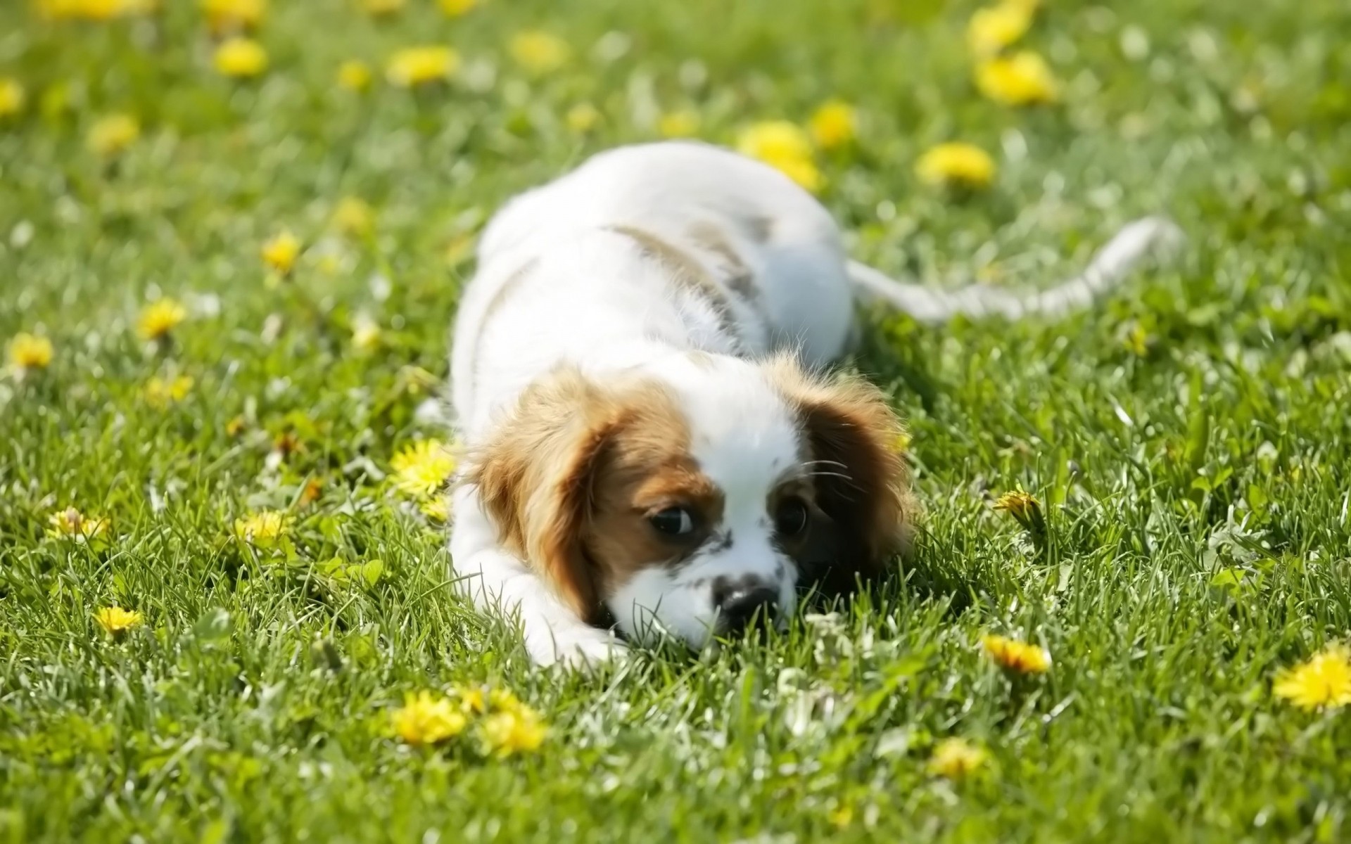 dogs grass dog animal pet canine cute mammal hayfield little puppy field domestic lawn nature adorable breed summer young portrait pedigree puppies