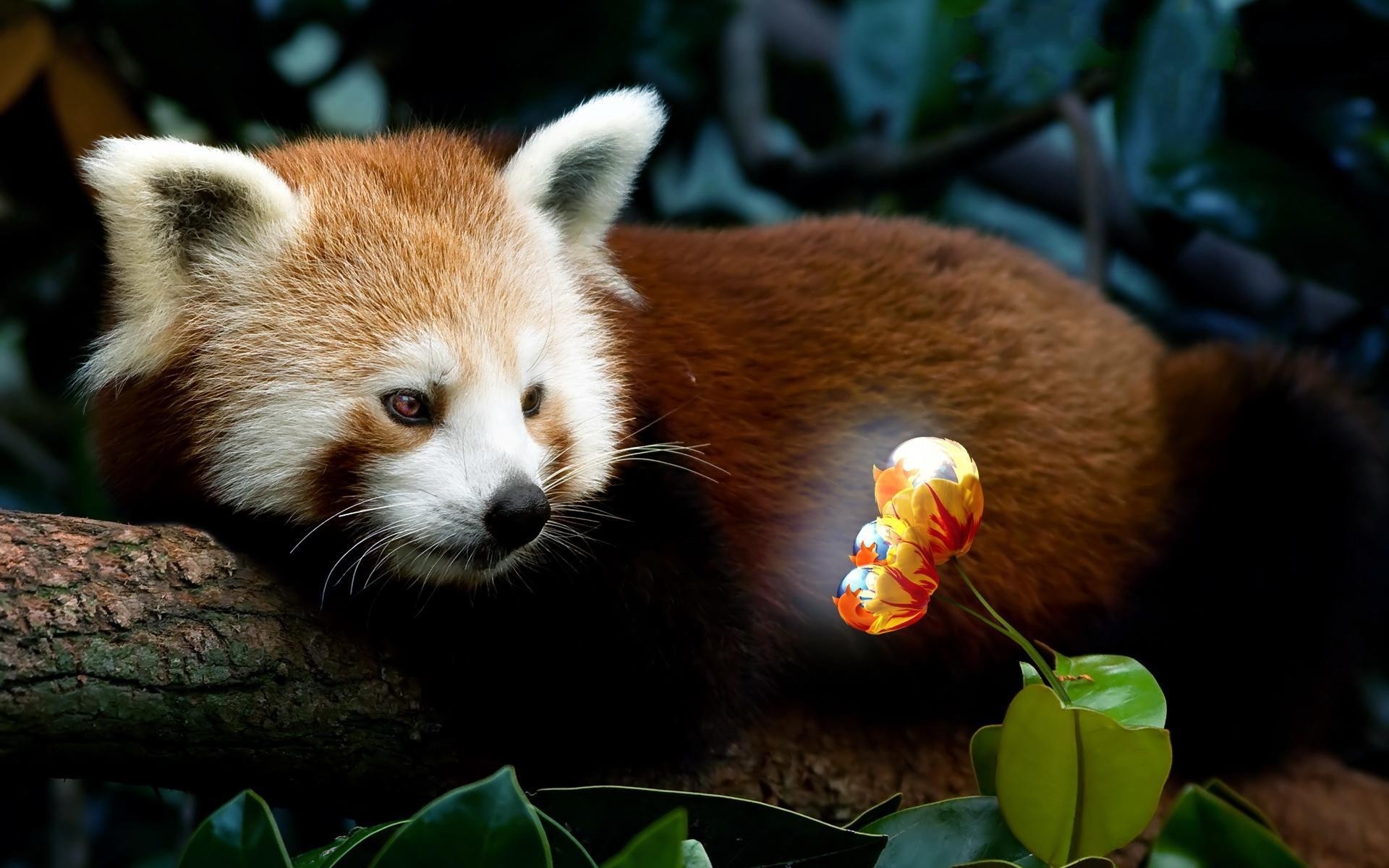 tiere säugetier tierwelt niedlich tier natur zoo roter panda panda